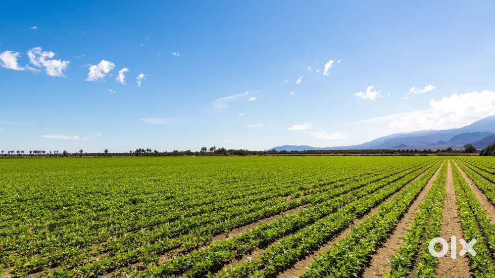 Acres farmlands at Affordable prices Near Narayankhed