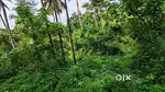 Farm Land for Sale – With Coconut, Rubber & Cocoa Trees