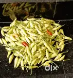 കാന്താരി മുളക് (kaanthari)