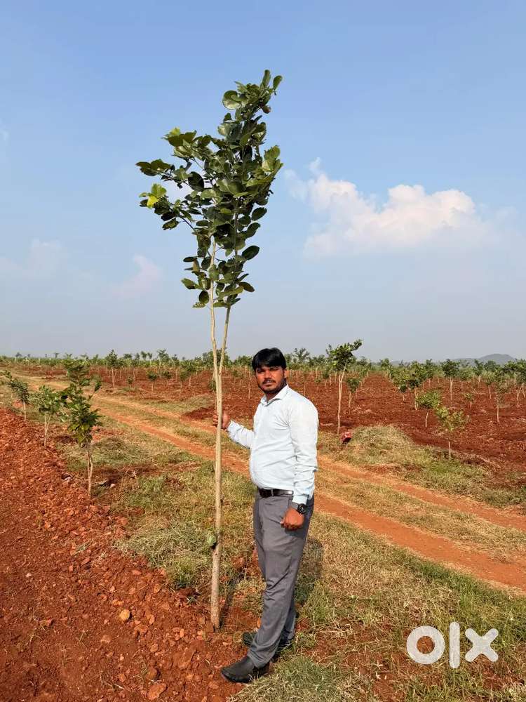 ఆంధ్రప్రదేశ్ ఎర్రబంగారం సాగు (ఎర్రచందనం ) ఎకరా 34 లక్షలు