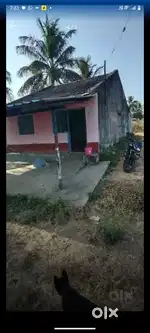 Cow farming best home
