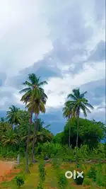 Aroma Sandalo Managed Farmland – Your Gateway to Sustainable Living