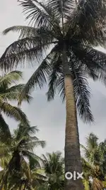 Pollachi to palakkad road nearly