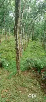 പത്തനംതിട്ട ജില്ലയിൽ പേഴുമ്പാറ യിൽ 32.5 Acre റബ്ബർ തോട്ടവും 2000 Sqft
