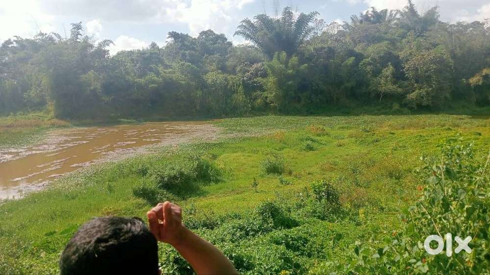 Small PlotsPerfect 74 Cent Land for Resort or Farm Stay  Ambalavayal