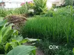 This plot is very beautiful Dehradun near selaqui