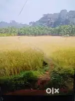 Supari estate mavinagundi near jog fals