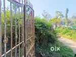 KODAIKKANAL HILL - 3.50 ACRES - FARM WITH GUEST HOUSE, EB, 3000 TREES.