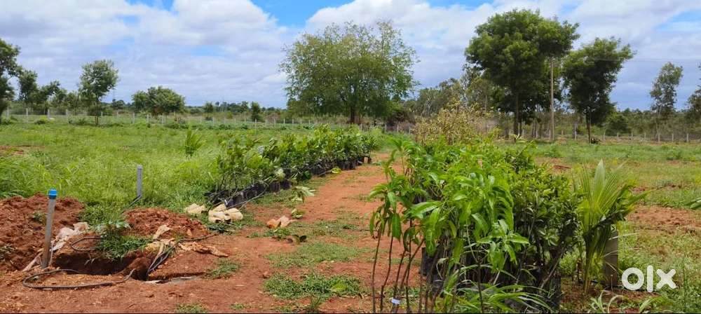 SandalSoul Managed Farms – Suggests wellness, spirituality, and connec