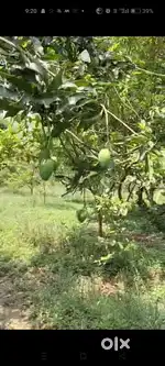 80 Beegha Baag Mango and Amrood