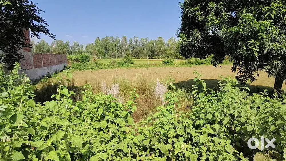 दुकान या शॉप के लिए छोटा कमर्शियल देख रहा है तो यह प्लांट आपके लिए है