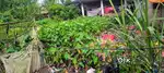 Plot for sale at Santoshpur