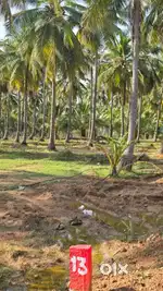 தோப்பு விற்பனைக்கு