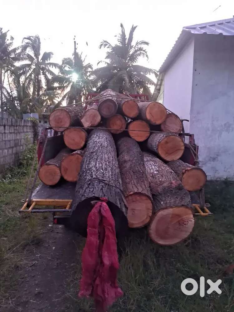 treecuting, tree waste remove, JCB. Work