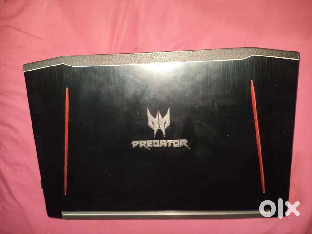 Acer predator