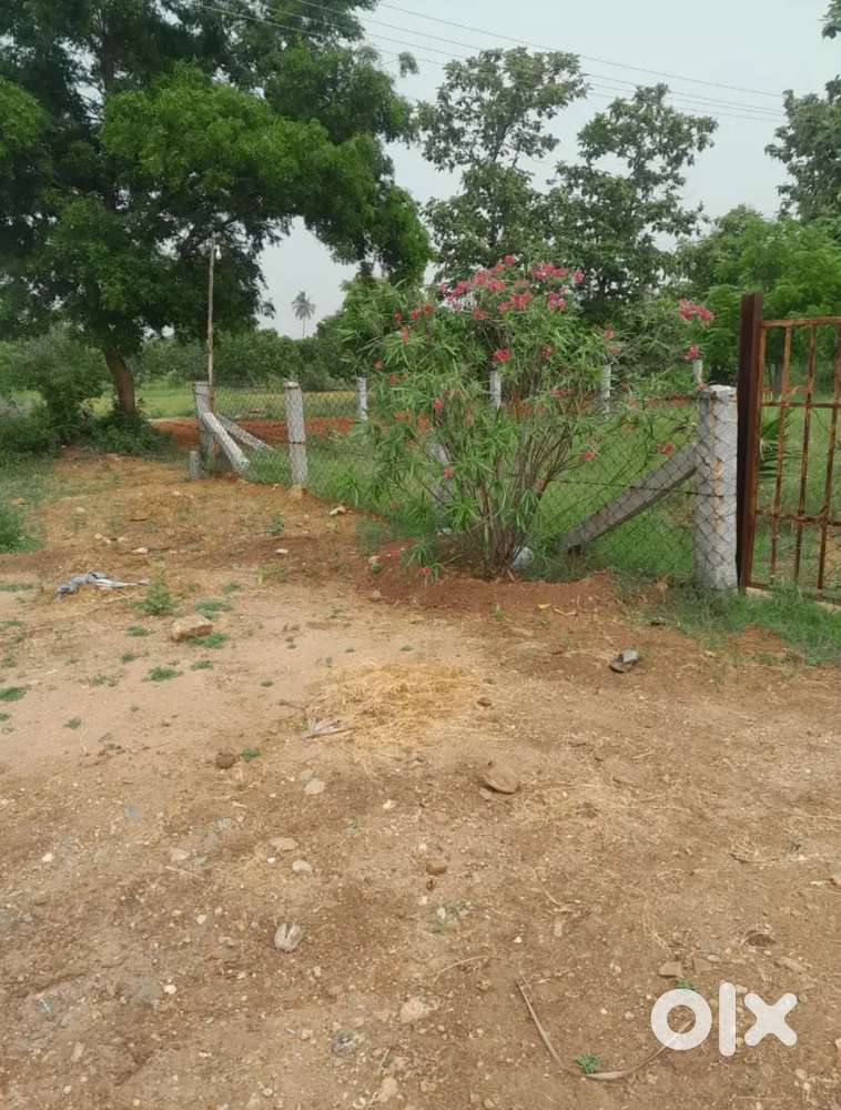 தென்னந்தோப்பு கோழி பண்ணை கிணறு மற்றும் சொட்டு நீர் பாசனம்