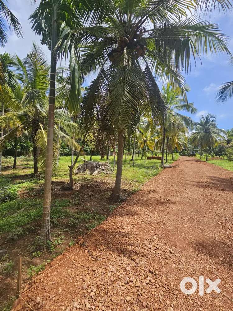 8 cent Housing Plot at Neruvambram Payagadi