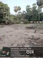 Coconut trees