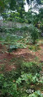 Hose and 18 cent land