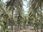 Coconut farm available