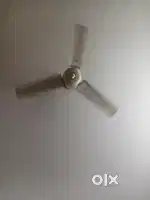Celing Fan