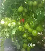 Agriculture land for sale at kumbhoj