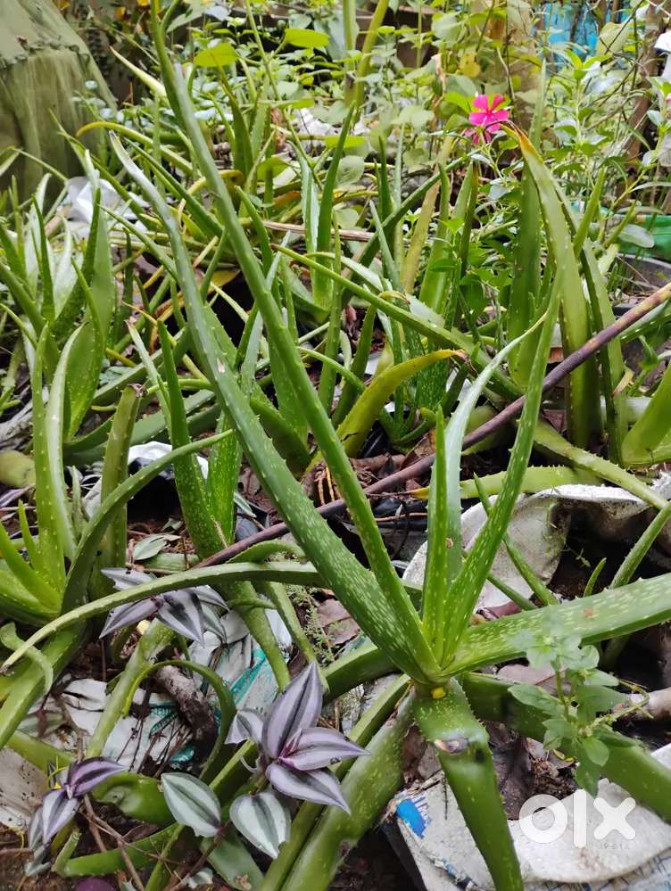 Aloevera vera plant