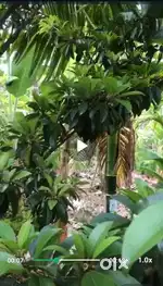 12 cent land for sale..(nilam)