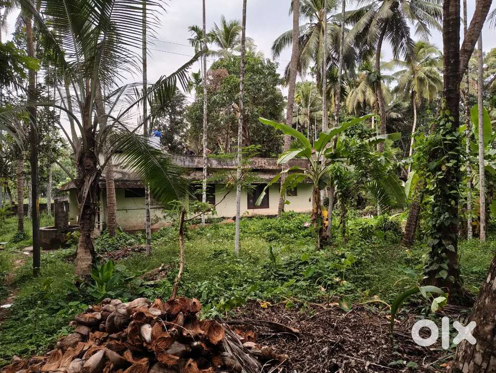 തീരുർ കോട്ട് കല്ലിങ്ങലിൽ സ്ഥലം വില്പനക്ക്.
