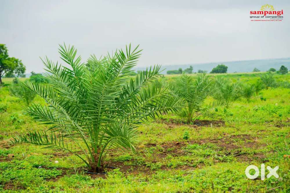 Sampangi group of companies