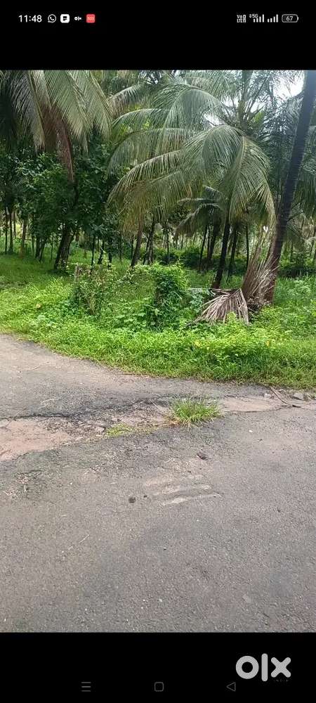 1 acre coconut thottam for sale
