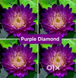 Water lily plant for sale