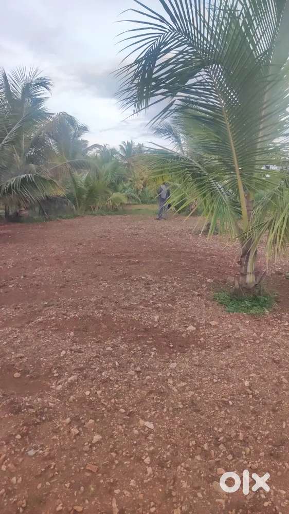 34 guntte Niravari land + 30 coconut tree plant