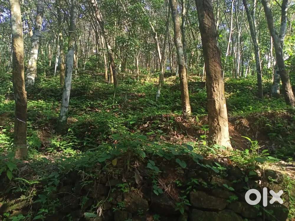 55sent , rubber land for sale road side.