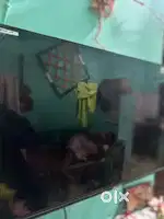 Panasonic Tv