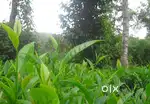 Land for Homestay / Resort