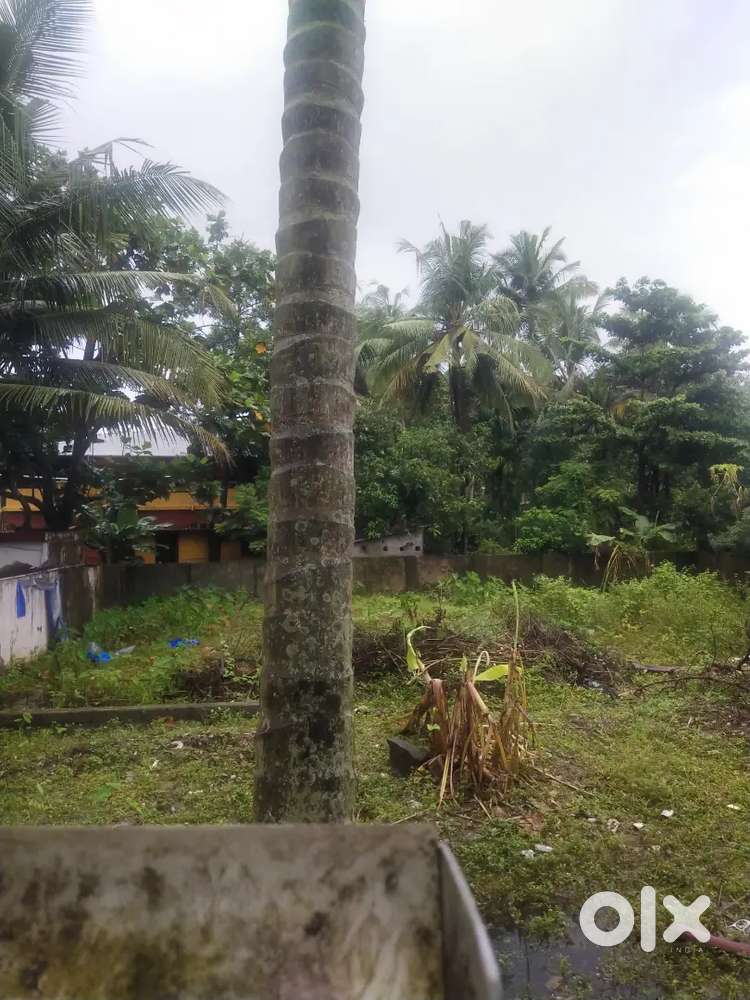 Puredam plots for sale in and around Kochi Moolamkuzhi Mundamvely