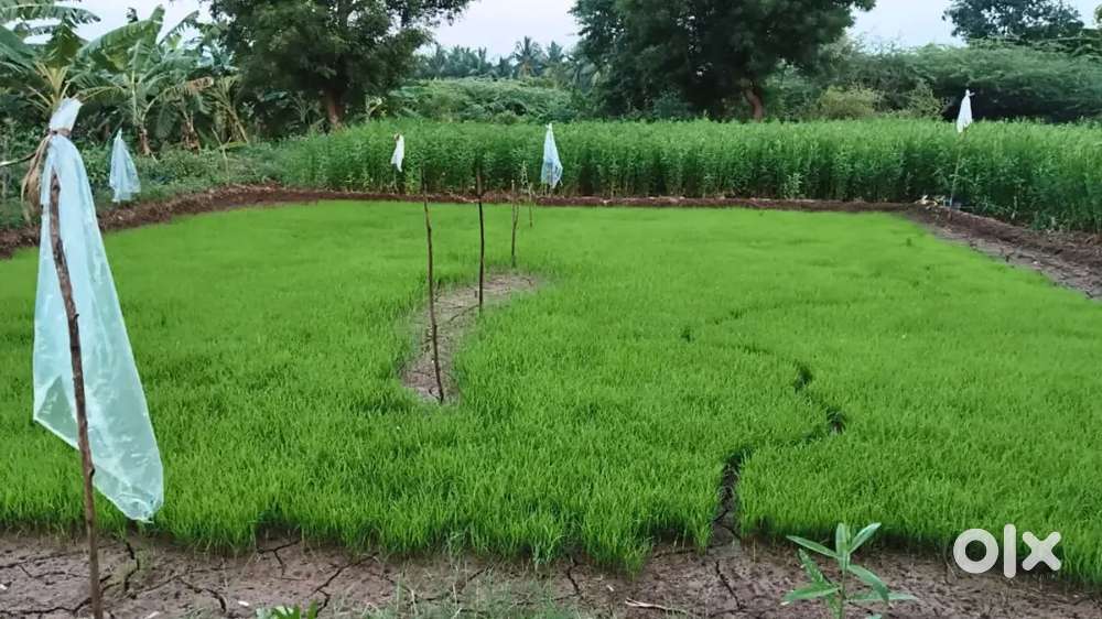 Urgent sale direct buyer ly wanted