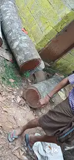 Wood logs for sale