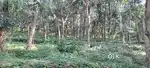 Thaliparmb townil ninn 20 km  perumpadav