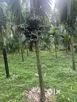 15acre lant for sale 3000000