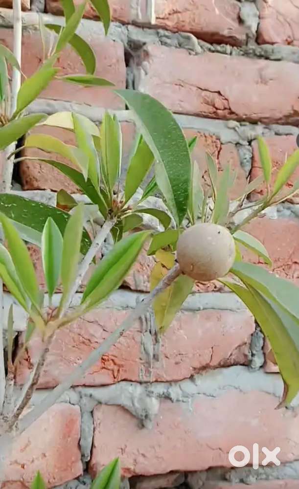 3 Chiku plant hybrid with drum