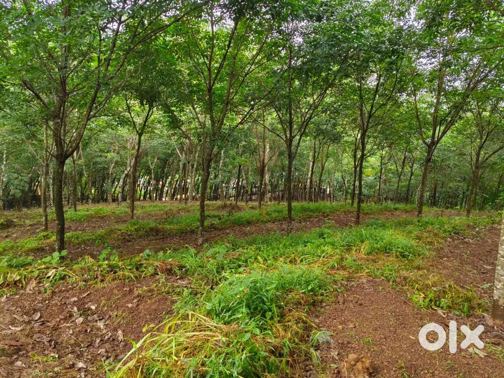 VELLIMAN.. KUNDARA ROAD, KOLLAM. 2500 CENT. DRY LAND FOR SALE.