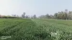 Agriculture land for sale in Fardia Madhopur