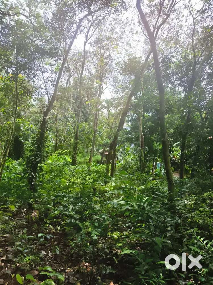 Land for sale in kottayam
