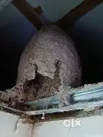 Termite control service 5 years warranty