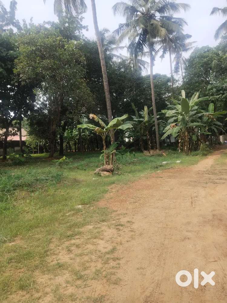 Thrissur Avenue road near 14 cent plot for sale