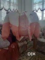 Jacket ( used only once )