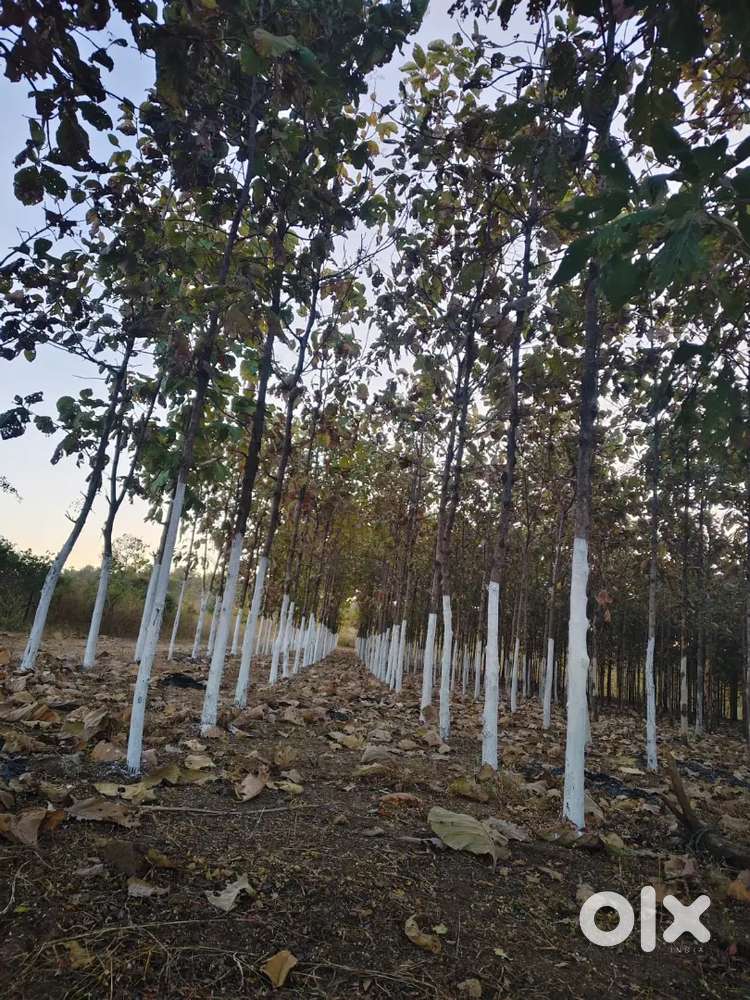 Sagvan Farm For sell in Sehore