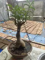 Bonsai Adenium & Bookey of Aloevera
